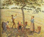 Camille Pissarro Pick  Apples oil painting on canvas